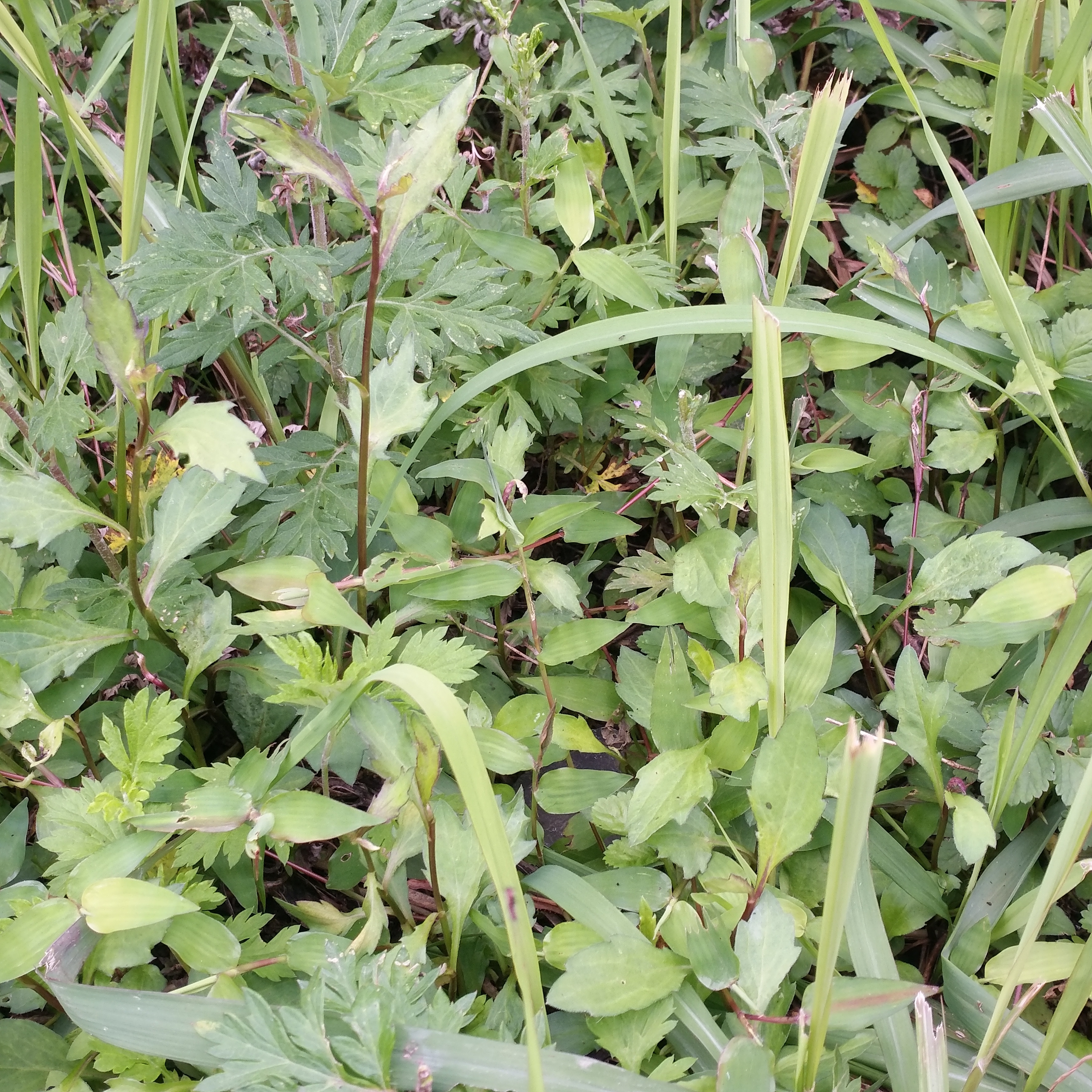 但是对于马兰,很多人印象深刻的不是它的名字,而是马兰的繁殖与作用.