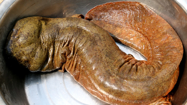 老刘烹饪香辣娃娃鱼这长相也太丑了吧没想到味道超好吃