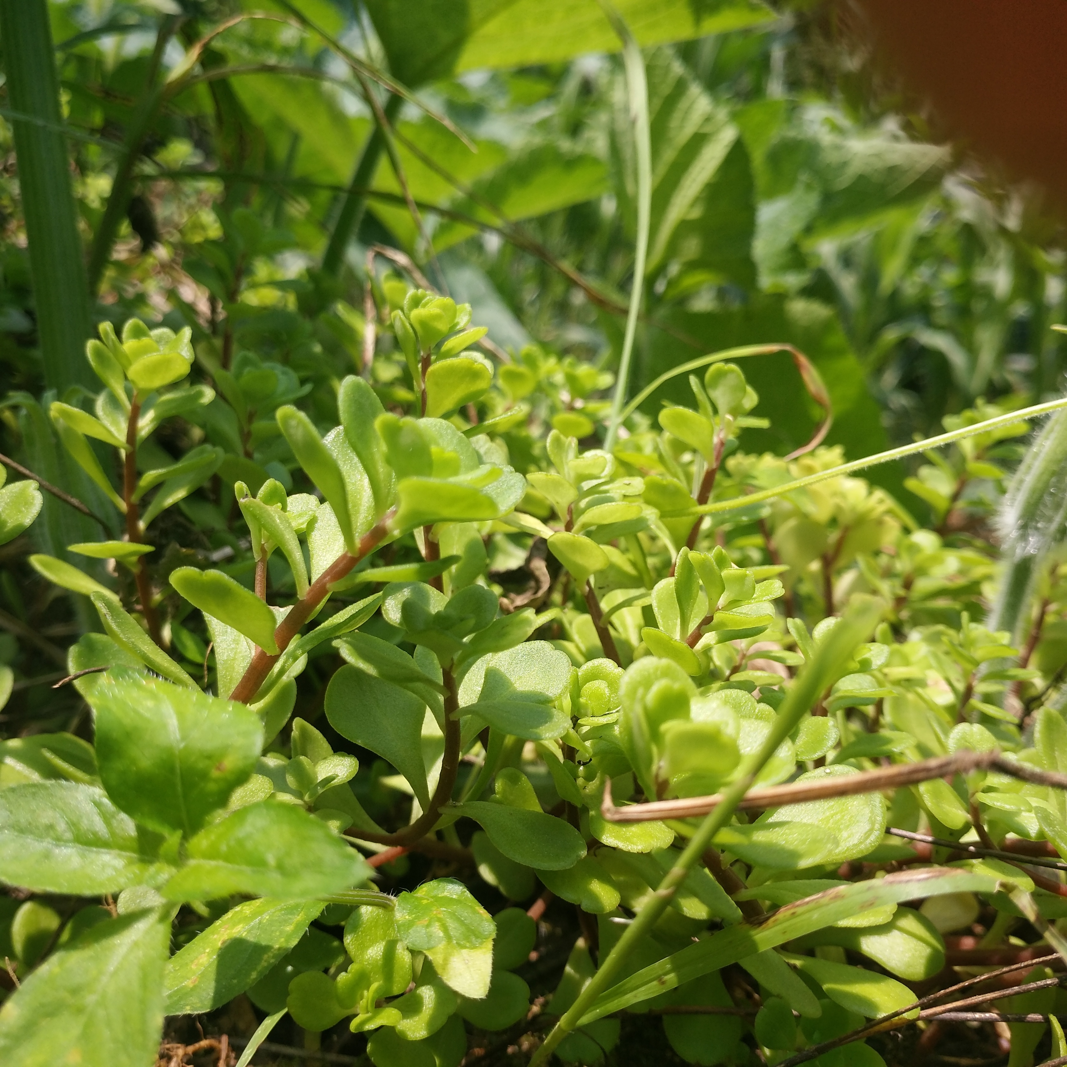 被毒蛇咬伤,可以就地取材的野生植物,农村随处可见