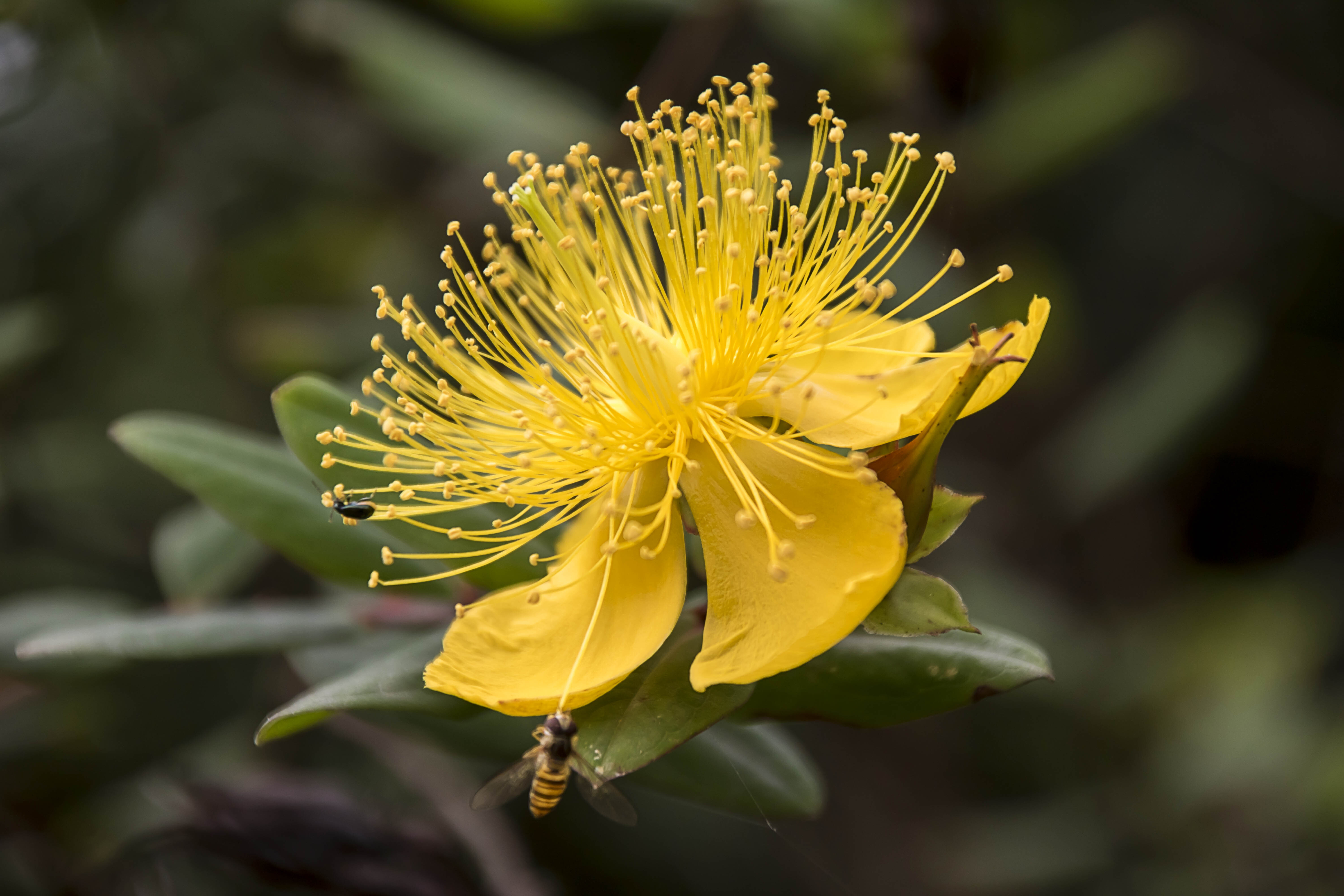 我们这里叫黄花香 有知道这花的学名的吗__凤凰网