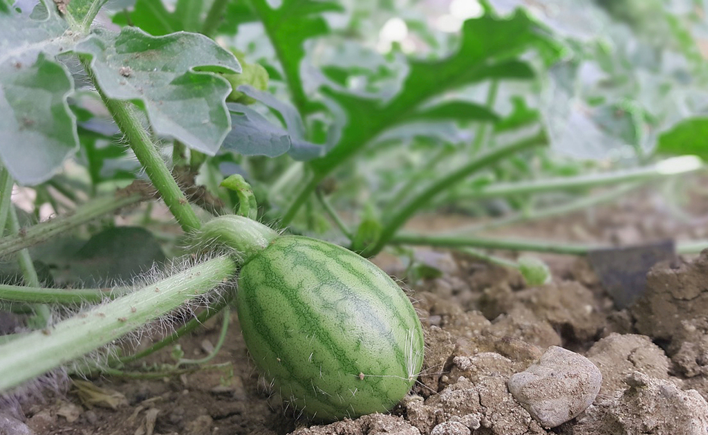 专门回趟老家瓜田看看,还好咱家西瓜没被砍,谢天谢地__凤凰网