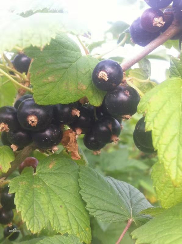 黑加仑果树,栽培需要记住这几点__凤凰网