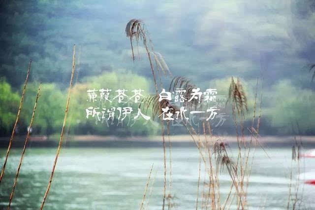 129、蒹葭之思伊人《我吟诗经》 ——十一、国风·秦风 __凤凰网
