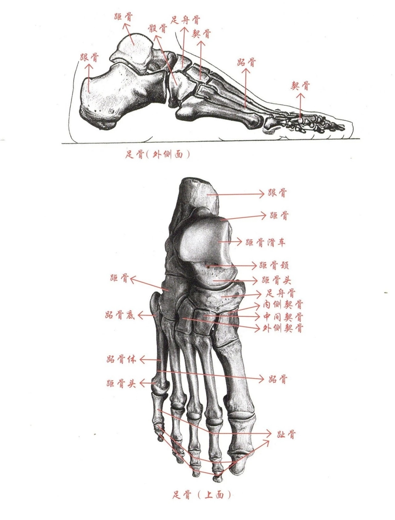 腳的結構是由跗骨(距骨,跟骨,足舟骨,骰骨,契骨),蹠骨,趾骨組成,腳為1