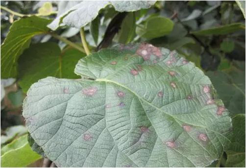 高温来袭,如何预防猕猴桃炭疽病,褐斑病的发生__凤凰网