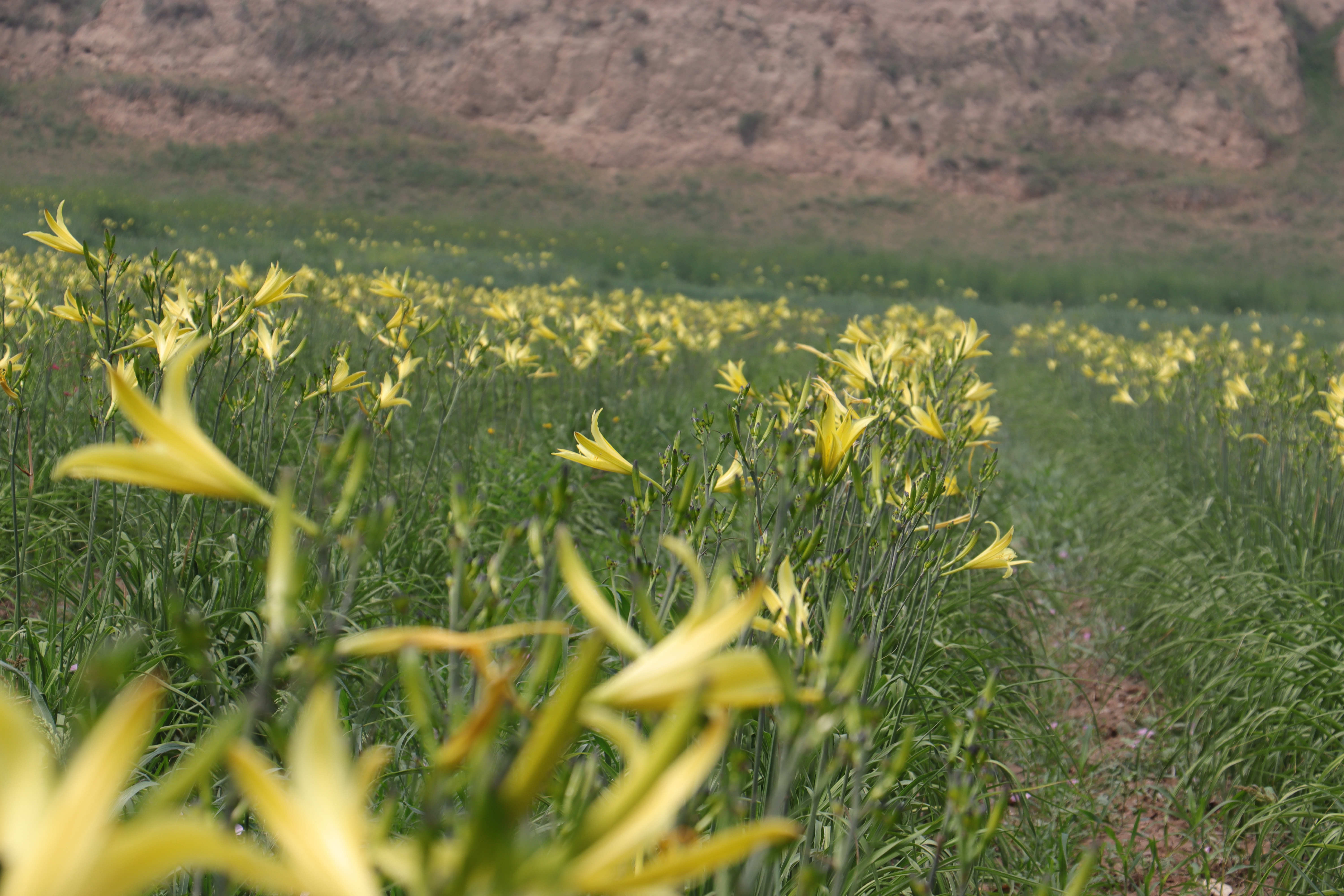 2019大同黄花采摘节掠影