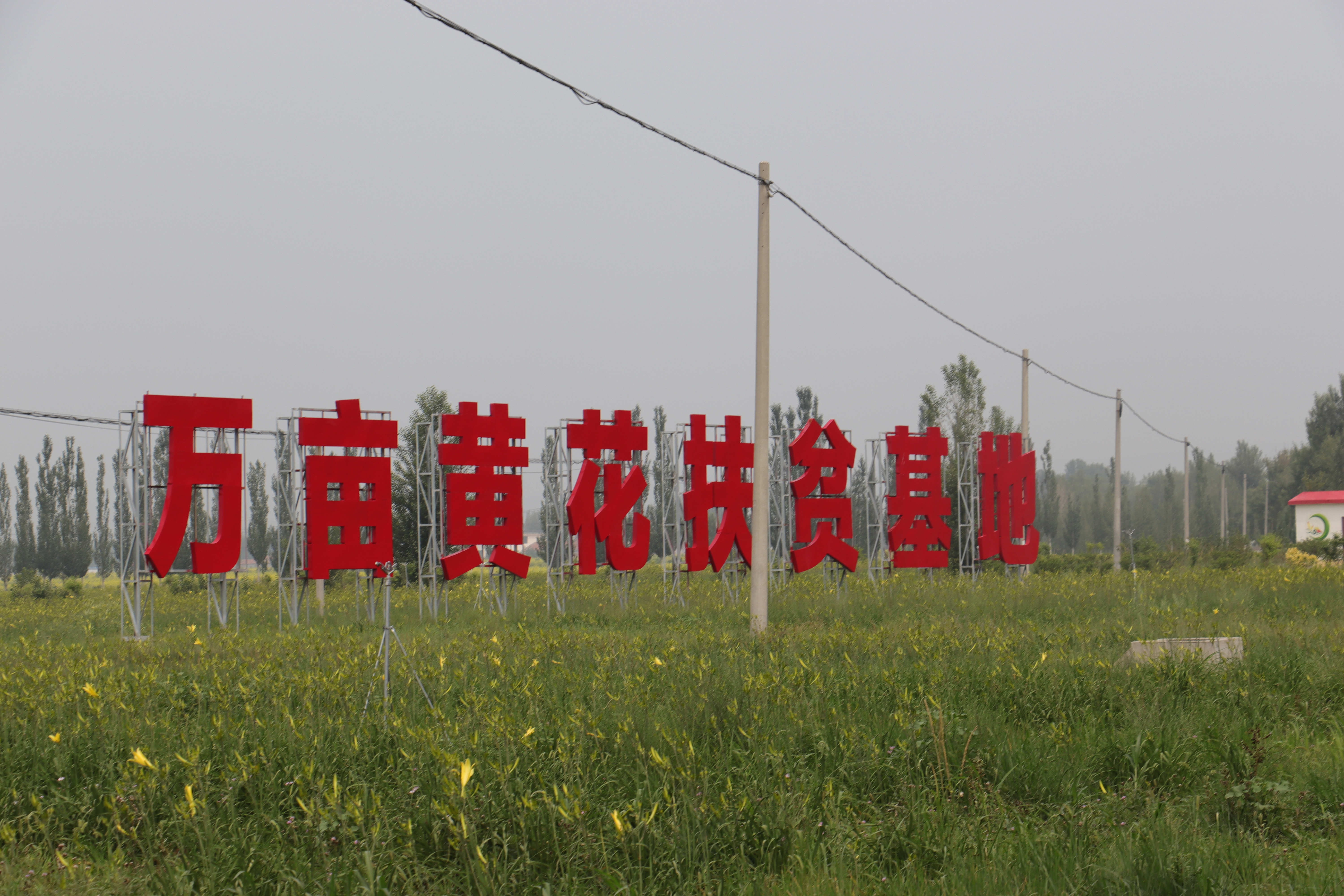 2019大同黄花采摘节掠影