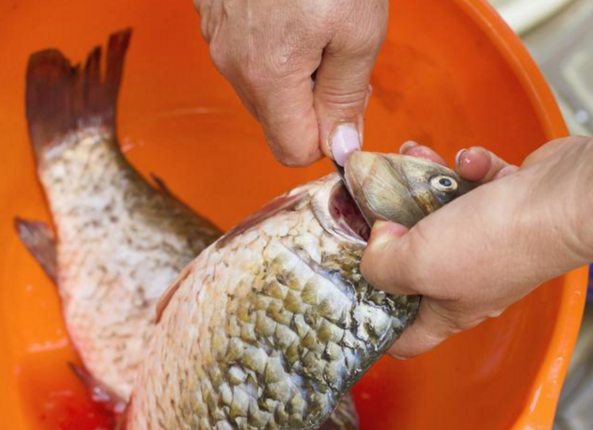 男子殺魚被魚刺扎破手竟需截肢才能保命落的殘疾