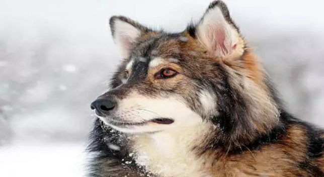 北因努伊特犬是一种酷似狼的品种,但其实是德国牧羊犬,阿拉斯加和