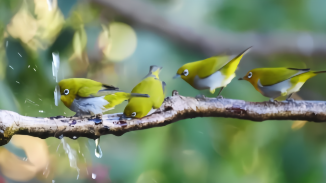 好多繡眼鳥洗澡,像極了抹茶丸子_鳳凰網視頻_鳳凰網