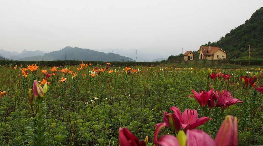 行走的风景 走进牛膀子花海 看百合花绚丽绽放1 凤凰网