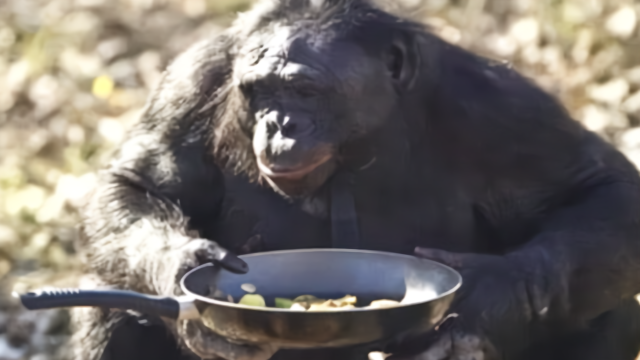 大猩猩做饭20年,手法娴熟,不输人类