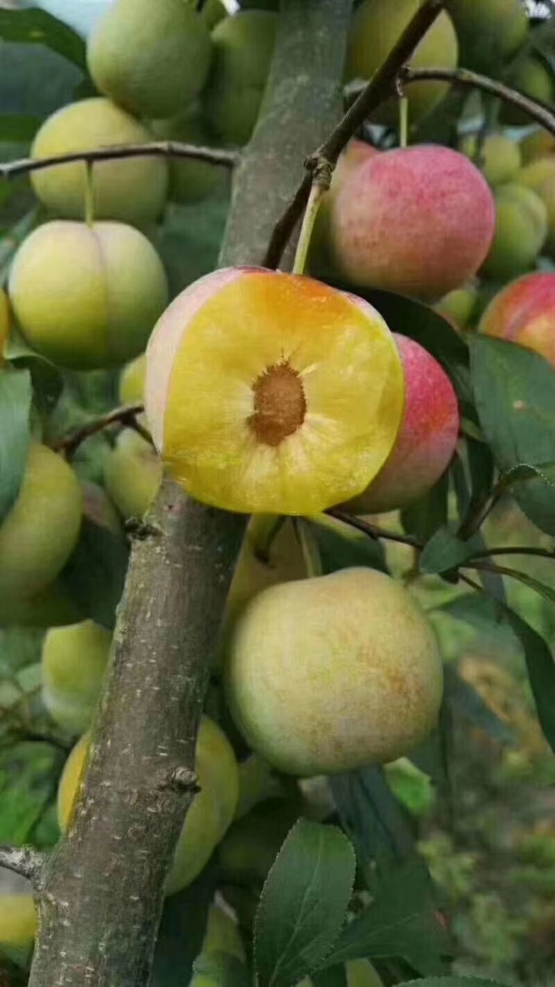 绿品国度赤水河边,绿色大山里的凤凰李长这样