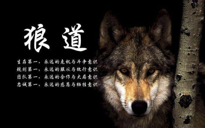 狮子女晓艺:战狼精神的强者文化 ,创业者的必备根基__凤凰网