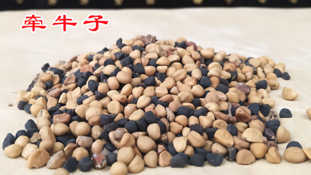 泻水通便消痰涤饮中药牵牛子的故事橘香园学堂