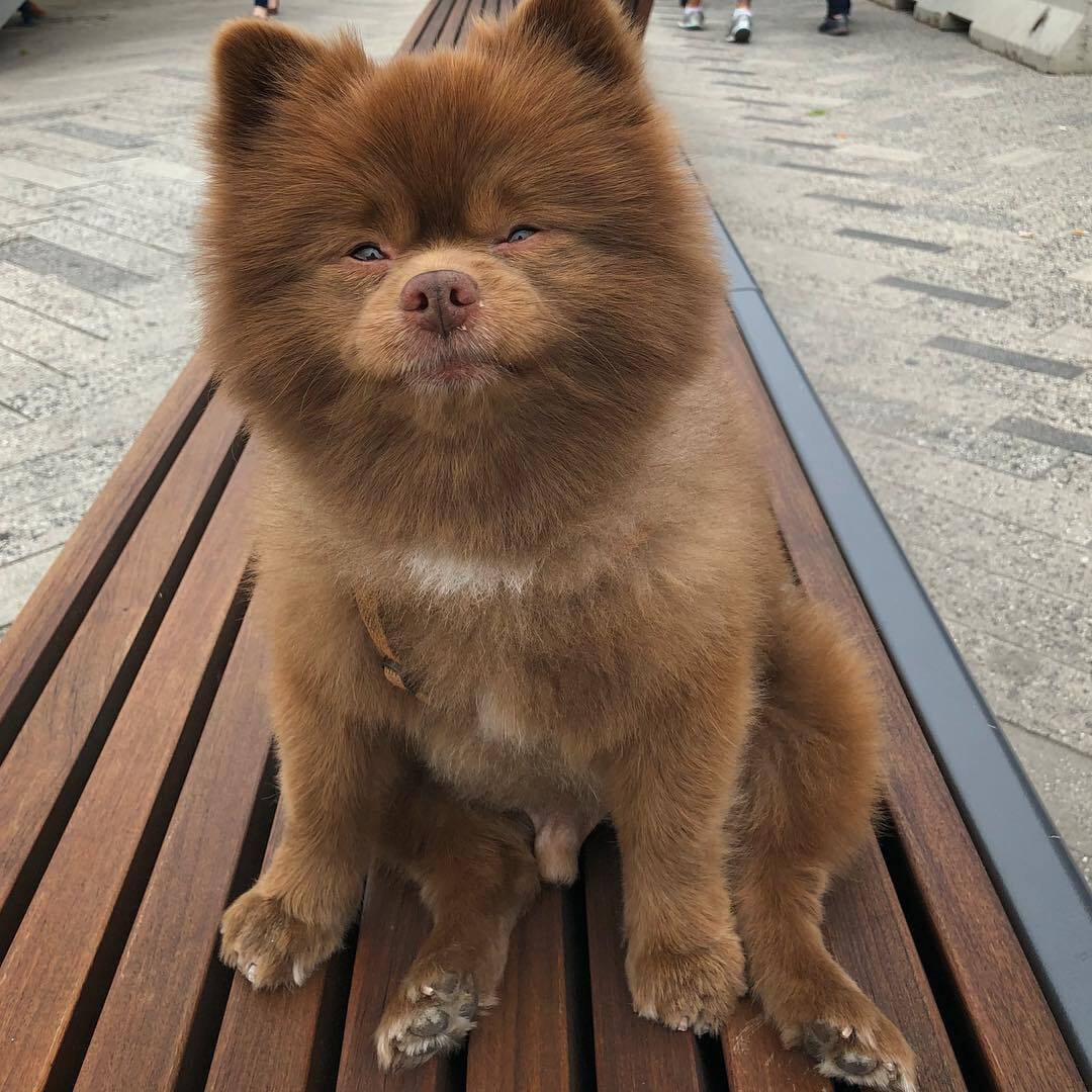 可爱的狗狗千篇一律棕色的博美万里挑一