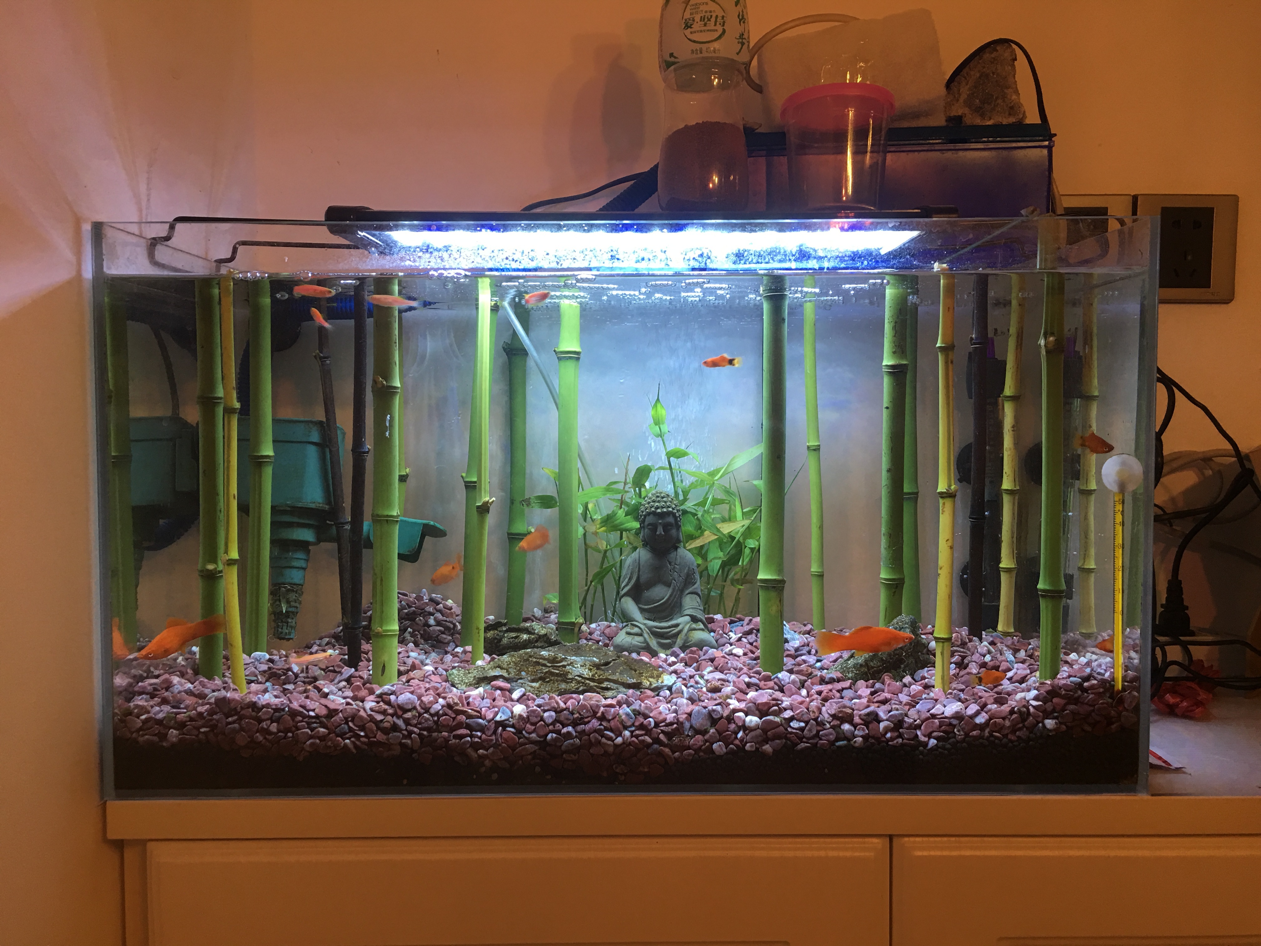 家庭鱼缸造景《竹报平安》__凤凰网
