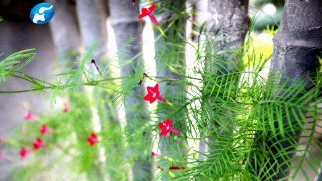 再走紅二十五軍長征路 ▎世上有朵美麗的花,淮河源頭吐芳華