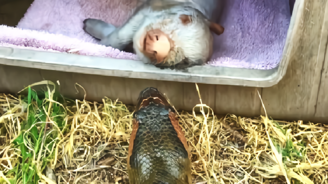 猪是蛇的克星?人们印象中蠢笨无比的猪,为何却不惧怕毒蛇?