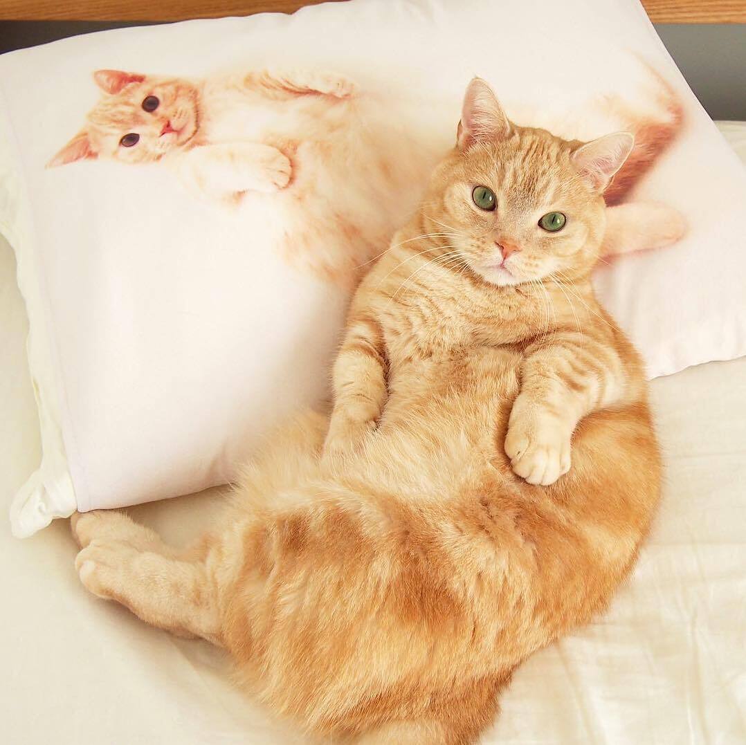 什么样的橘猫最漂亮不肥不胖的橘猫才是最可爱