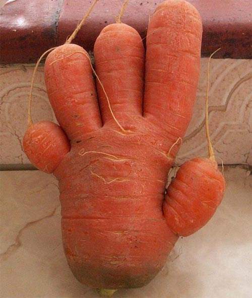 这些奇形怪状的水果蔬菜你买到过吗