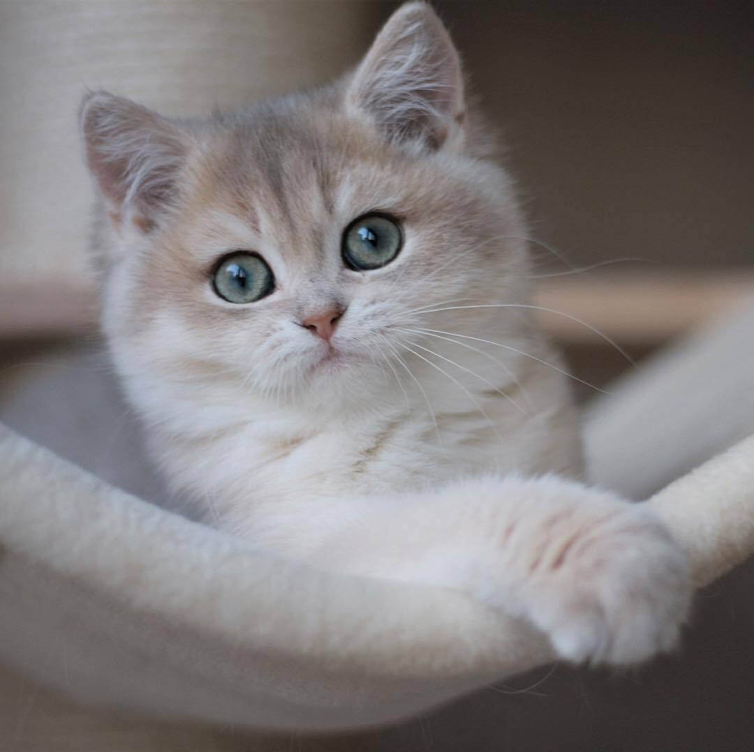 英国短毛猫我是小可爱逍遥又自在