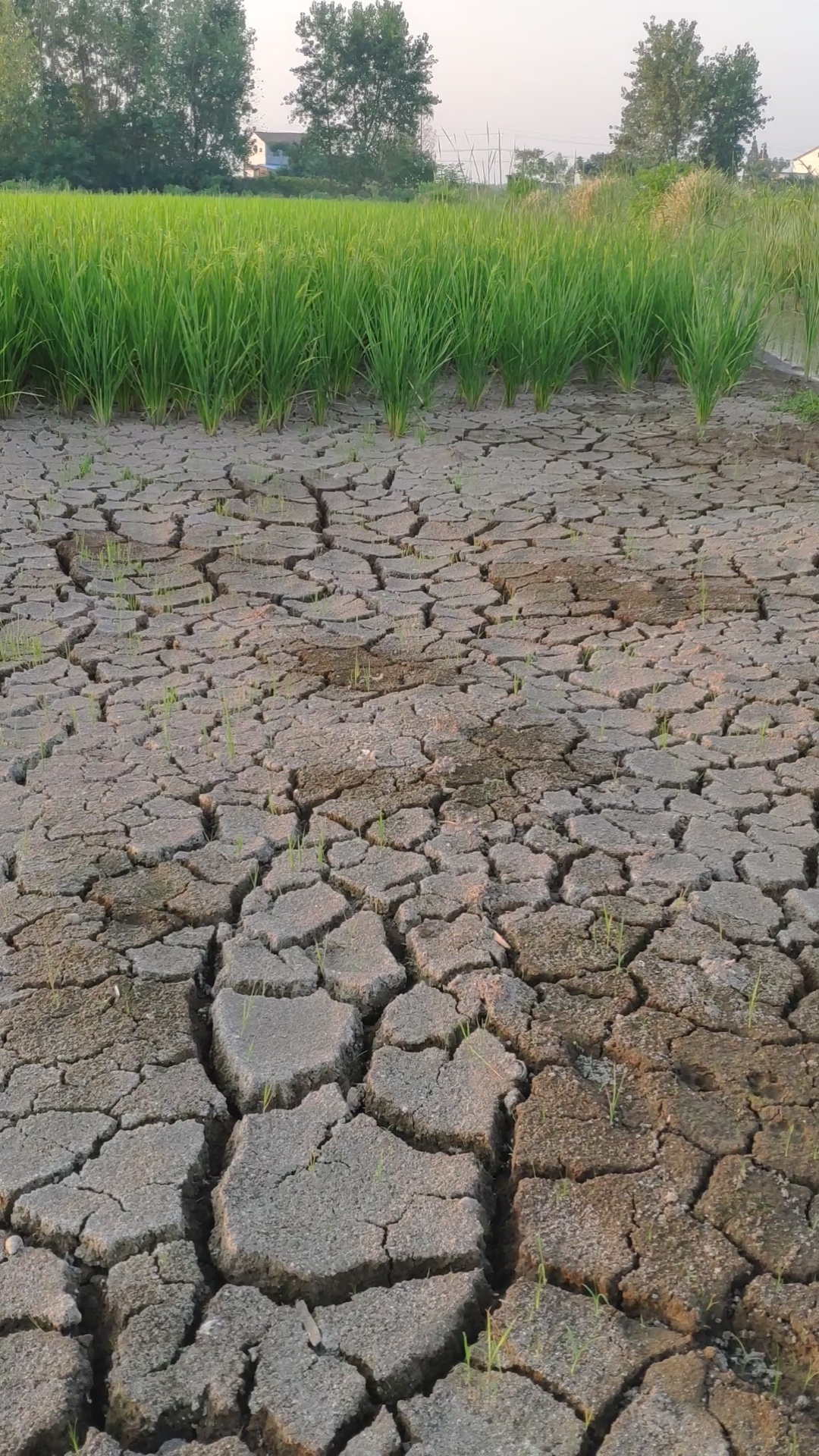 持续的高温天气已经对稻谷的生长造成影响,是天灾还是人祸?