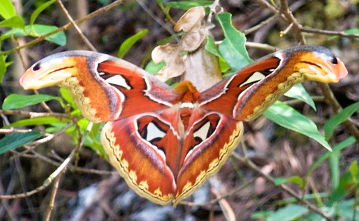 深圳驴友户外徒步时发现国家保护动物:蛇头蛾