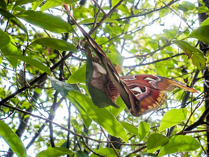 深圳驴友户外徒步时发现国家保护动物:蛇头蛾