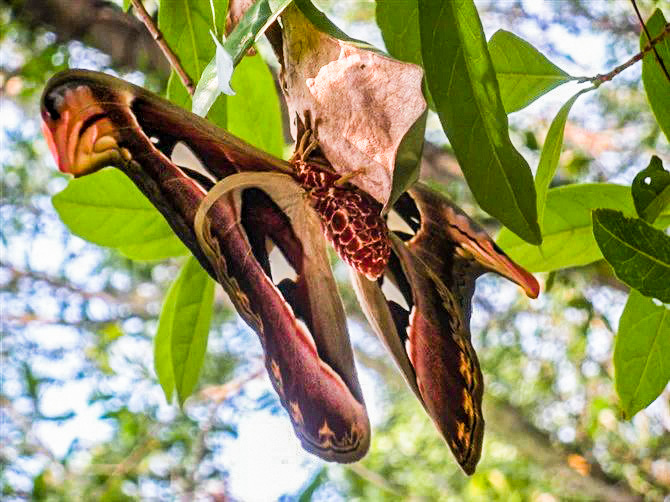 深圳驴友户外徒步时发现国家保护动物:蛇头蛾
