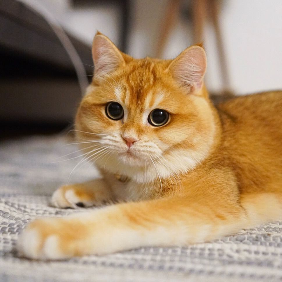 金色英国短毛猫一团燃烧的小火球