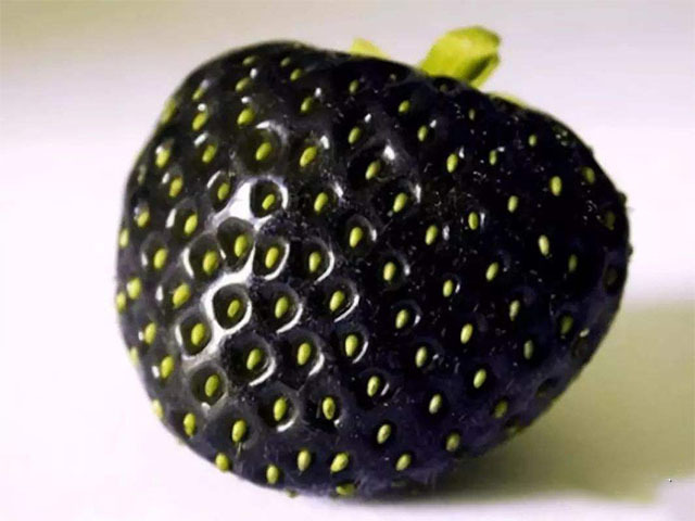 这些黑色水果你都见过吗