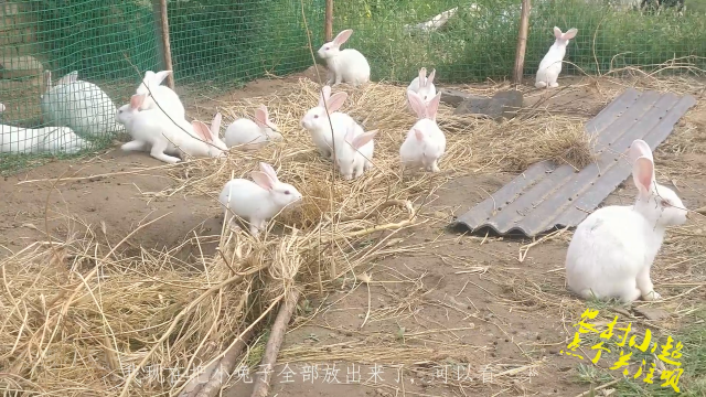 农村小超昨天晚上刚下完雨今天把所有的小兔子都抓出来溜溜