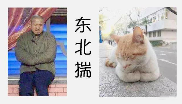 "东北揣"睡猫咪的腹部是全是最脆弱的地方,一般不轻易展现给别人.