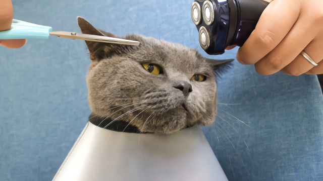 主人给猫咪理发,猫全程警惕,生怕给它剪丑了