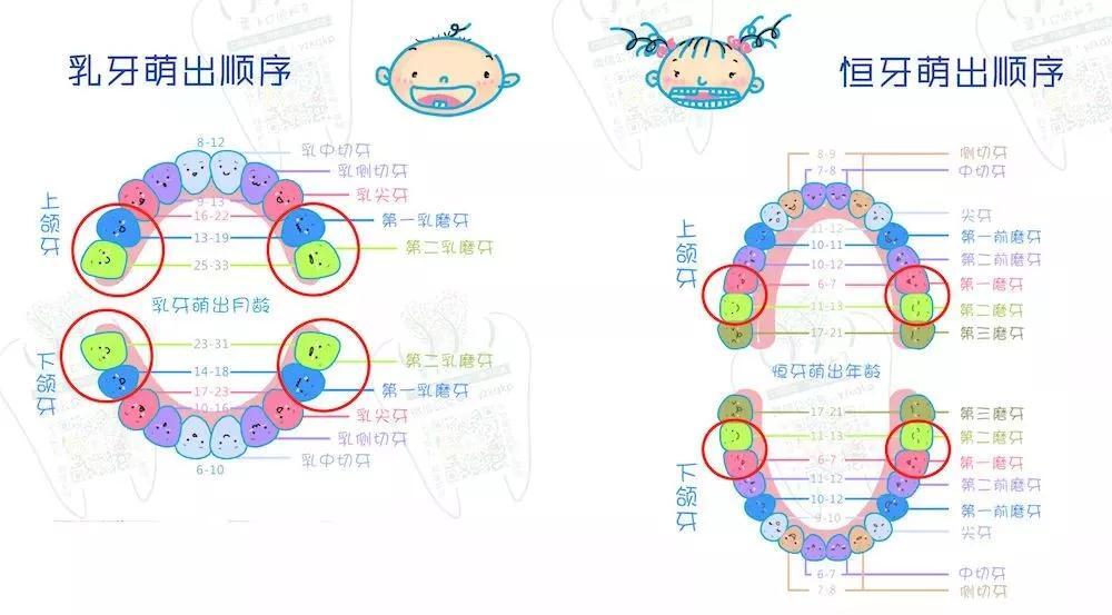 窝沟封闭年龄图片