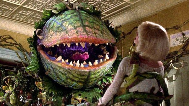 食人花存在吗?他真的会吃人吗?这个传说是怎么产生的