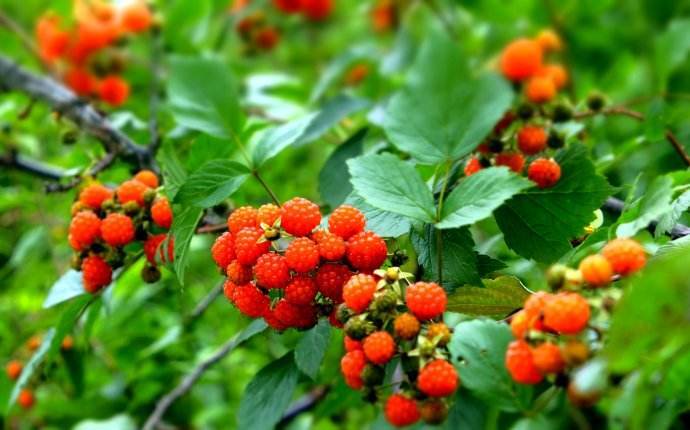 农村一种野果,民间俗称"鱼籽果"是80后的回忆,儿时必备点心