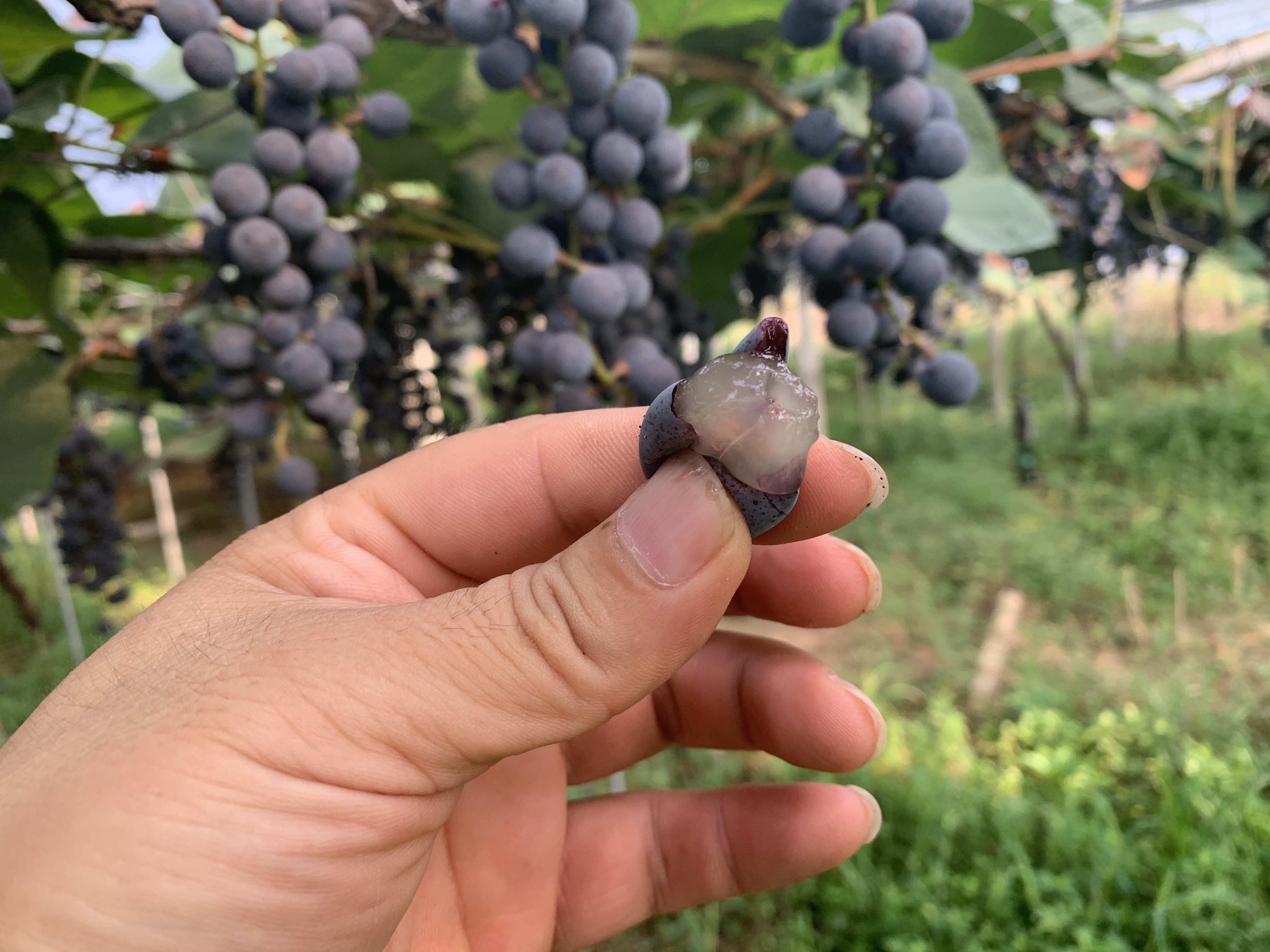 湖南味觉地理 湘珍珠刺葡萄__凤凰网