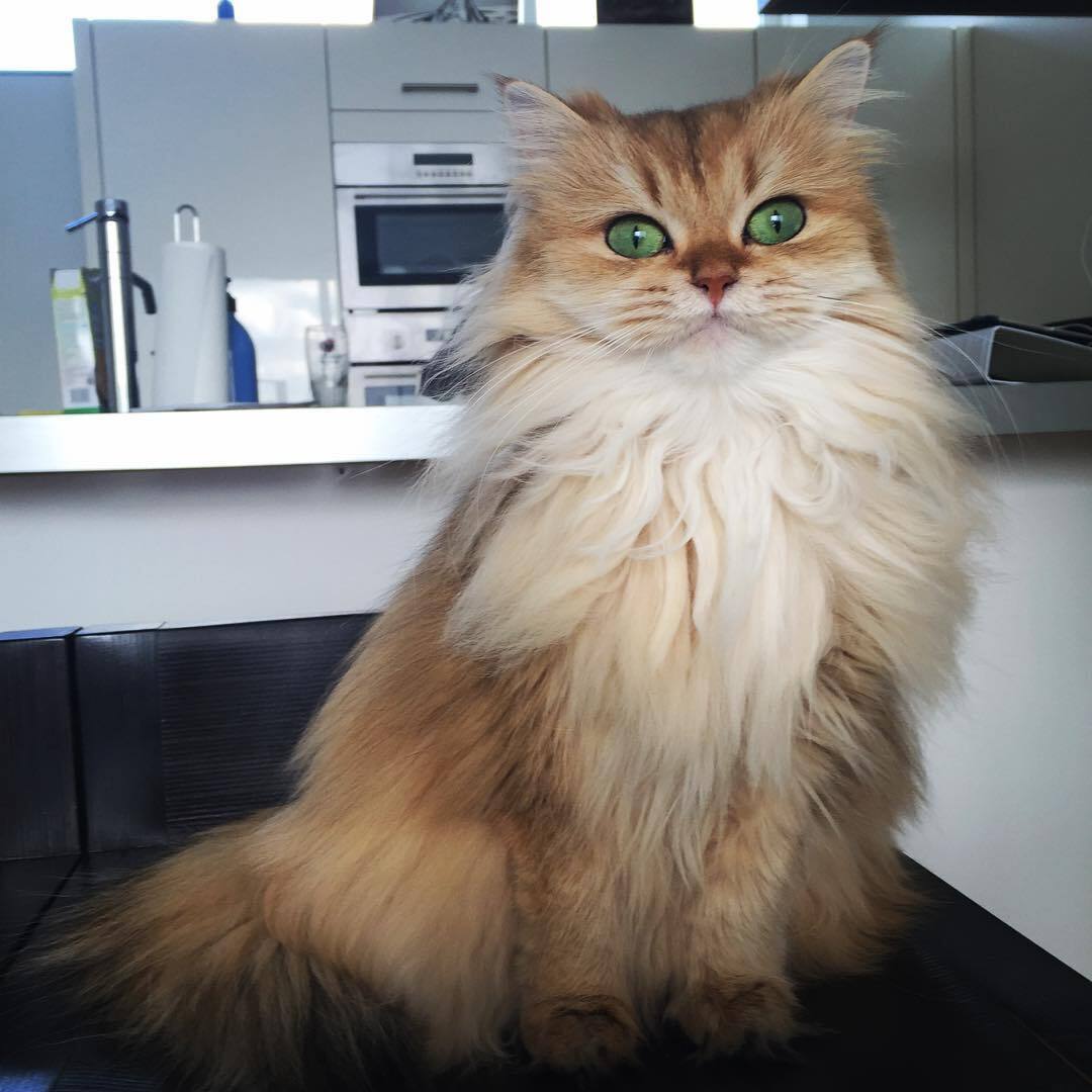 波斯猫一只可爱的小狮子吼吼吼