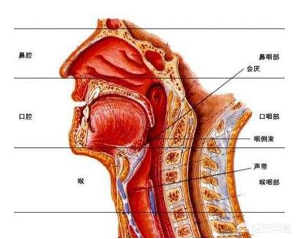 比如最常见的急性和慢性咽喉炎,都可以表现为咽喉部的充血;再比如大声