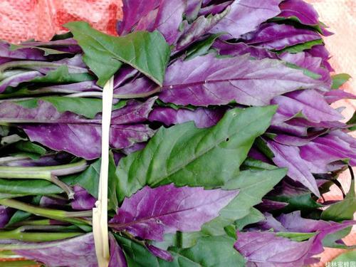 凉血去火就选这种野菜,给你最好的治疗方案!__凤凰网