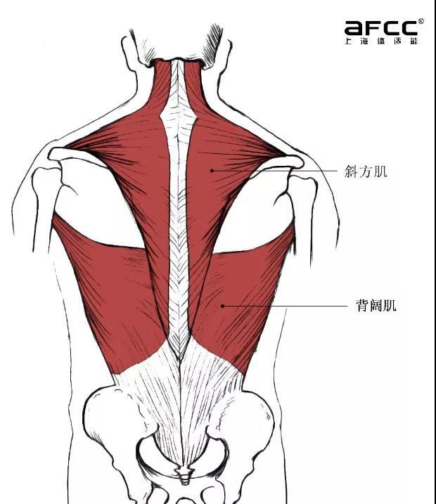 《健身其实很容易》之教你打造完美背部线条__凤凰网