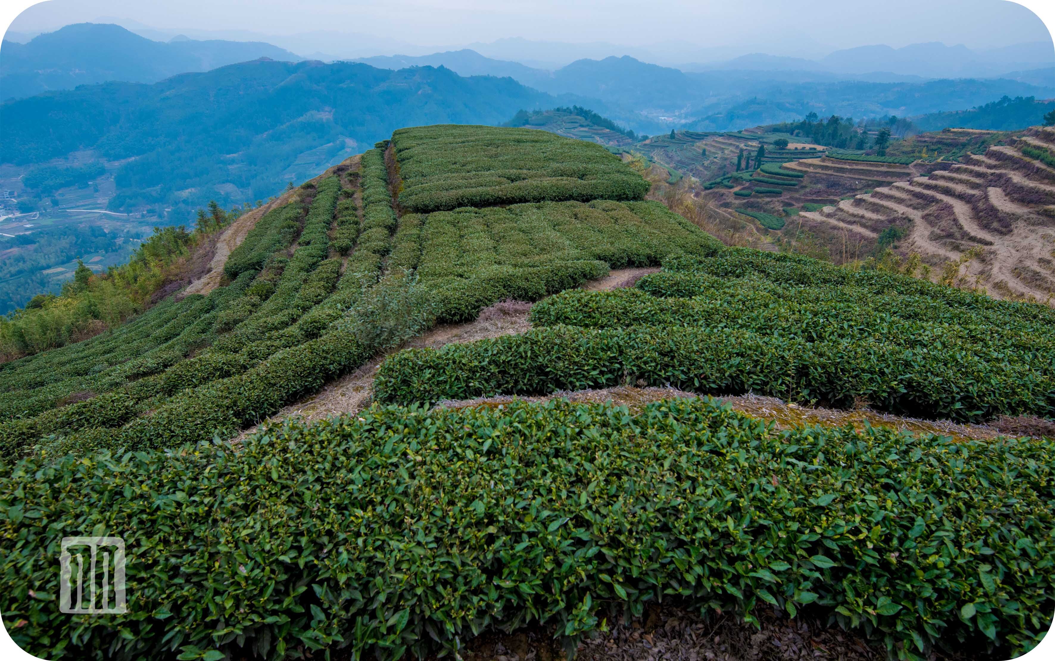 原料来源——茶树 福鼎大白茶又名白毛茶,简称福大,又被称为华茶1
