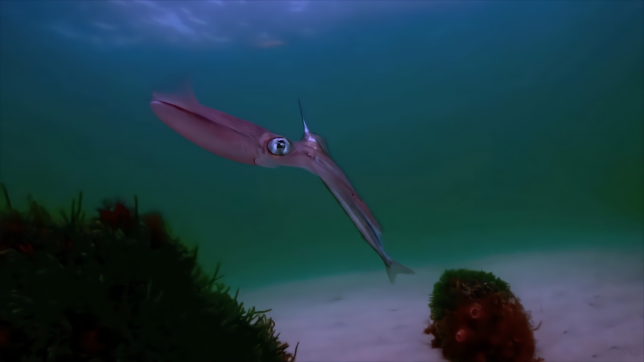 水下实拍鱿鱼吃饵过程一口吞下动作快准狠