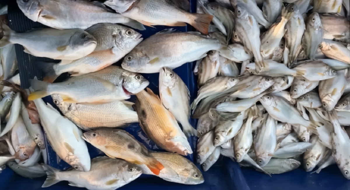 出船钓黄脚丁公,钓鱼人爆钓连连,一次收获一船的鱼!