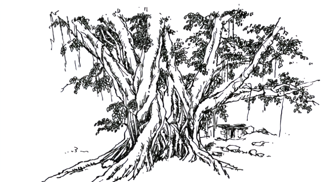 钢笔手绘榕树