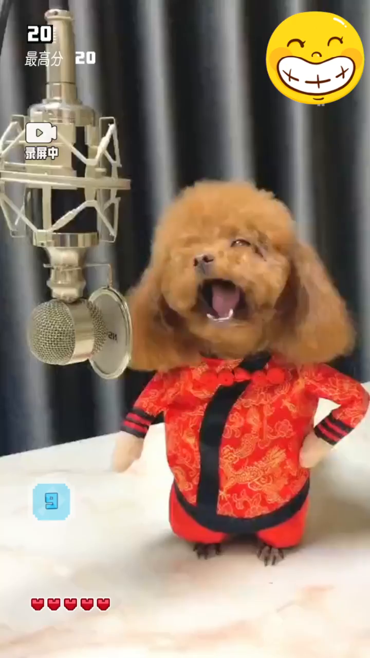 狗狗泰迪开始唱歌了哈哈