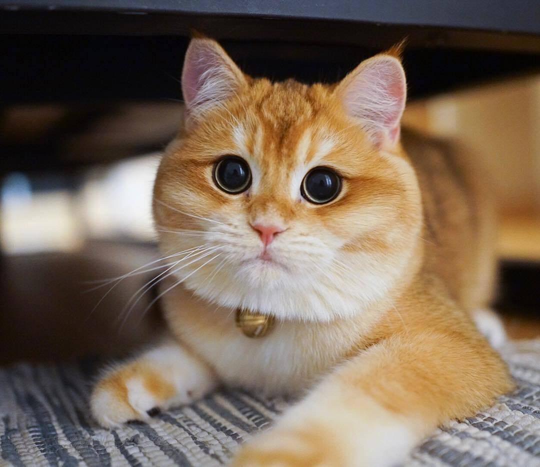 一只不会卖萌的橘猫小火球