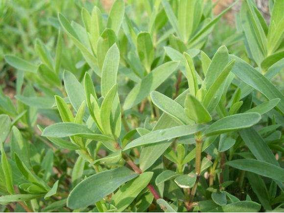 山苜楂你真以为它是山楂啊